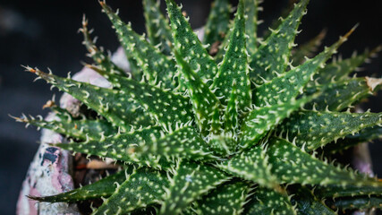 Detail look of spiky Haworthia, succulent plant