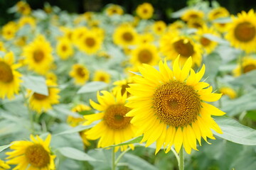 Fototapeta premium Many sunflowers are blooming under the blue sky in Japan in 2021.