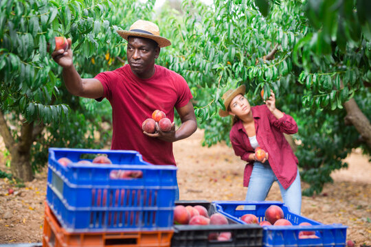 African-american man and European girl picking ripe peaches in garden.