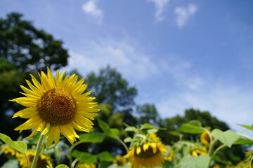 Many sunflowers are blooming under the blue sky in Japan in 2021.