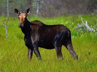 Mama Moose - Spencer Bay Rd. Northwest Piscataquis Maine.