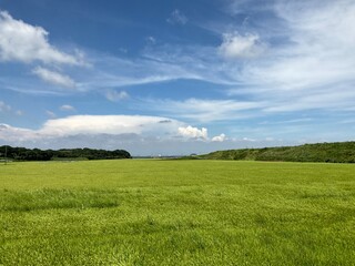 Fototapeta na wymiar green field and blue sky