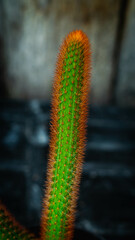 Detail look of cactus plant with red spines