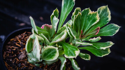 Detail look of variegated Monadenium plant