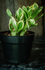 Detail look of variegated Monadenium plant