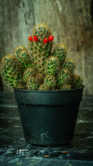 Beautiful clump of Mammilaria cactus with wooden background