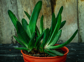 Beautiful clump of green Gasteria with wooden background