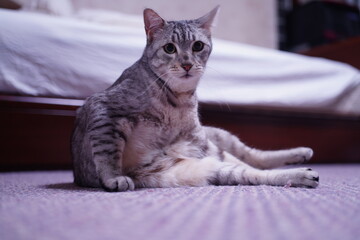 くつろぐエジプシャンマウ