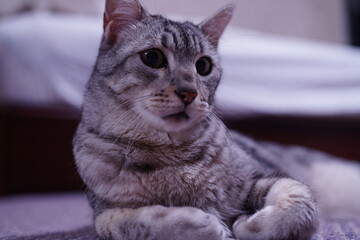 くつろぐエジプシャンマウ