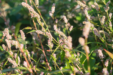 Persicaria maculosa, spotted lady's thumb, flowers closeup selective focus