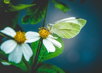 butterfly on flower