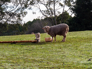 Obraz premium 子羊と親羊 牧場にて