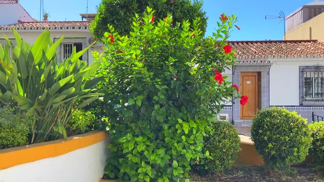 Palm trees and flower bushes in a tropical little Spanish street with houses in Marbella old town, sunny day and blue sky in Spain, 4K panning left