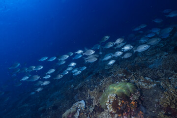 Healthy Coral reef at Blue Ocean on Crystal and Clear Water similar to great barrier reef