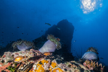 Fototapeta na wymiar Healthy Coral reef at Blue Ocean on Crystal and Clear Water similar to great barrier reef