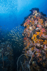 Healthy Coral reef at Blue Ocean on Crystal and Clear Water similar to great barrier reef