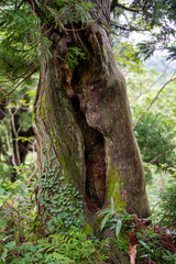 富山県中新川郡上市町の中山から立山の剱岳を望む登山をしている風景 A view of mountain climbing with a view of Tsurugidake in Tateyama from Nakayama in Kamiichi Town, Nakashinagawa County, Toyama Prefecture.