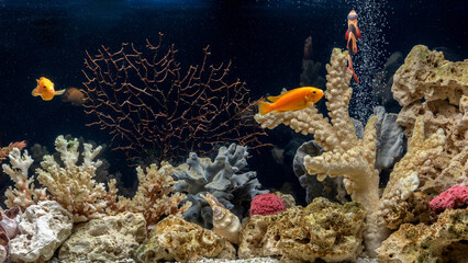 Fototapeta na wymiar Freshwater aquarium decorated in pseudo-sea style. Aqua scape and aqua design.