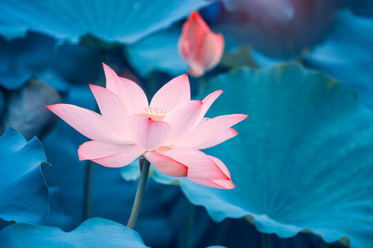 Beauty pink lotus or water lily is in closeup in lotus pond