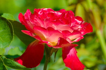 Lovely as lace this beautiful red and white rose with flowing petal and lively colors stand out on the green garden, shout look at me, the preeties flower in the land.