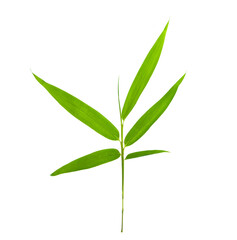 Fototapeta premium bamboo leaves isolated on white background