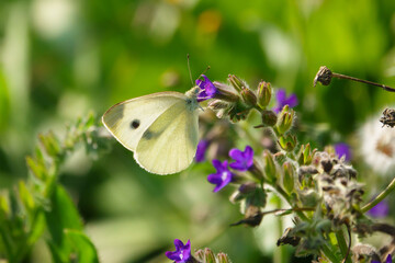 white cabbage butterfly sucks the nectar of a purple flower