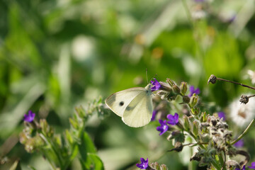 white cabbage butterfly sucks the nectar of a purple flower