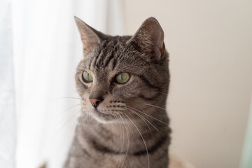 Fototapeta premium 見つめる猫 サバトラ猫
