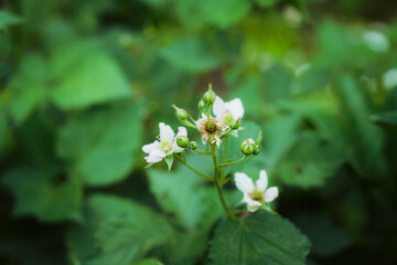 Blooming blackberry plant in the garden. Selective focus.