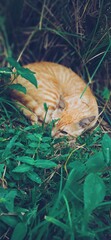 Cat in the forest