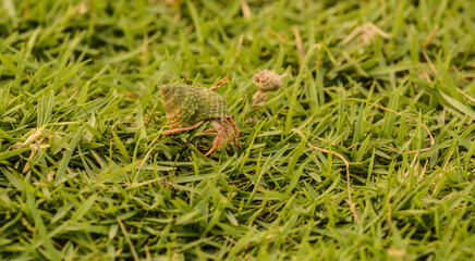 Cangrejo ermitaño - Capurganá (hermit crab) 2