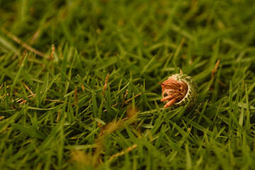 Cangrejo ermitaño - Capurganá (hermit crab)