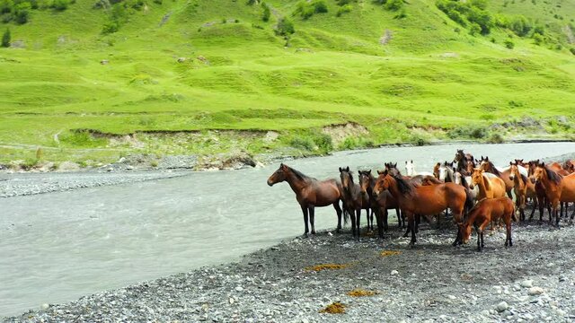 Horses near a fast mountain river at a watering hole. Herd of horses in the wild nature of the foothills near the river.