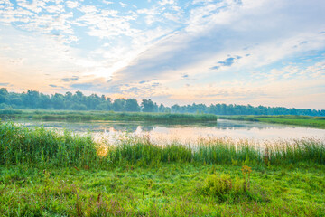 The edge of a lake with reed in wetland in bright blue sunlight at sunrise in summer, Almere,...