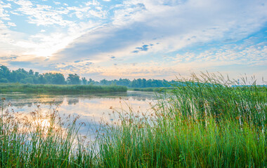 The edge of a lake with reed in wetland in bright blue sunlight at sunrise in summer, Almere, Flevoland, The Netherlands, August 12, 2021