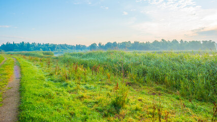 The edge of a lake with reed in wetland in bright blue sunlight at sunrise in summer, Almere, Flevoland, The Netherlands, August 12, 2021