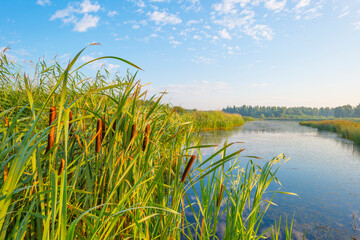 The edge of a lake with reed in wetland in bright blue sunlight at sunrise in summer, Almere, Flevoland, The Netherlands, August 12, 2021 - obrazy, fototapety, plakaty