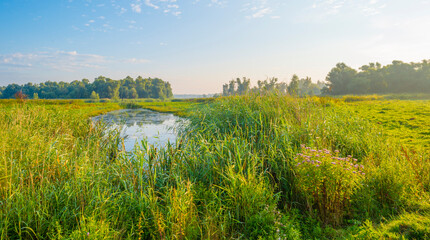 Fototapeta premium The edge of a lake with reed in wetland in bright blue sunlight at sunrise in summer, Almere, Flevoland, The Netherlands, August 12, 2021