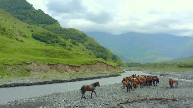 Aerial view. A herd of horses returns from a watering hole on a fast mountain river. Horses in the wild against the backdrop of the mountains and the river. The head stallion leads the herd home