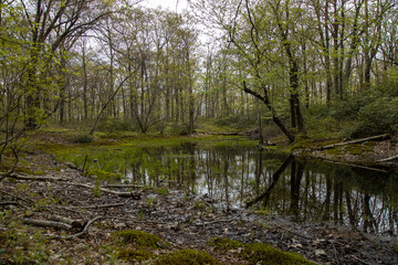 Fototapeta na wymiar is it a large puddle or a little swamp area in the woods