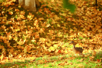 duck autumn park mallard, wild duck autumn view migratory bird nature