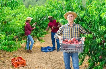 Fototapeta premium Portrait of positive worker with boxes of peaches in hands