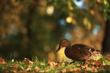 duck autumn park mallard, wild duck autumn view migratory bird nature