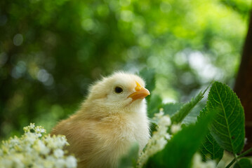 A baby chick in greenery and grass