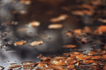 abstract autumn fall background leaves yellow nature october wallpaper seasonal