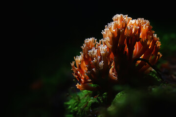 small inedible mushrooms, poisonous mushrooms forest background macro nature wild