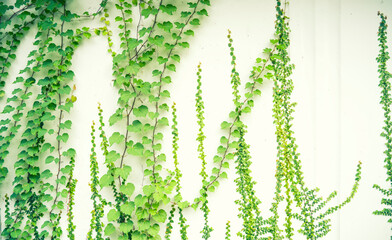 Ivy twig with small green leaves isolated on white