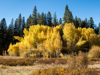Fall foliage along US highway 2 in Cascade Mountains - Washington state, USA