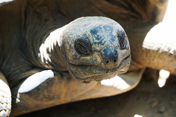 Cute giant tortoise face close-up