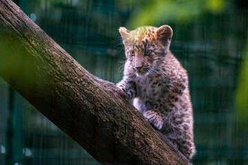 zoo